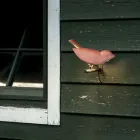 Luminária de parede externa em majólica toscana esmaltada, fabricada na Itália - Uccellino Viadurini