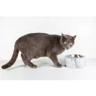 Tigela para Cães e Gatos em Mármore Carrara Branco Made in Italy - Ciotta Viadurini