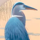 Composição de pinturas em madeira com estampa de pássaros fabricadas na Itália - Belize Viadurini