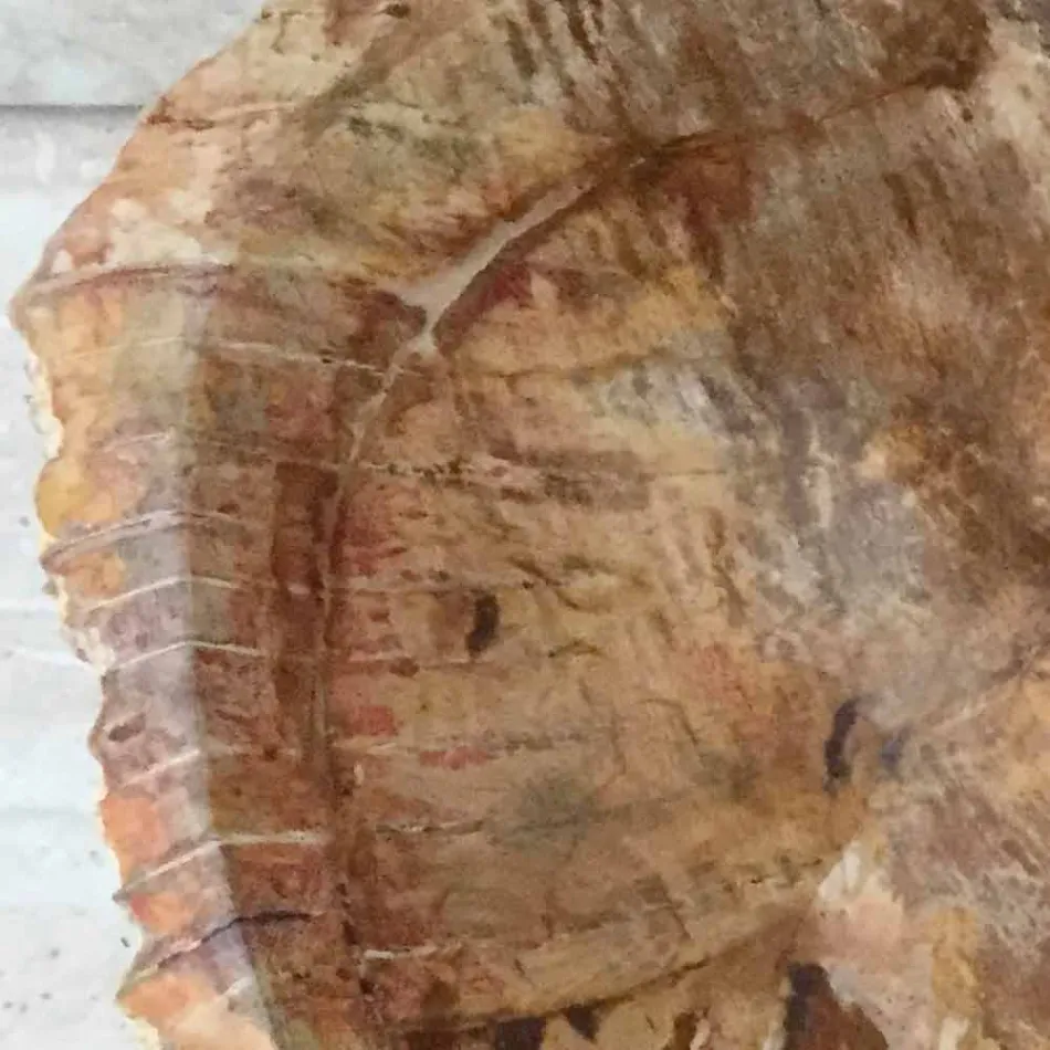 Estrela em pé lavatório de madeira fóssil do banheiro, peça única de design Viadurini