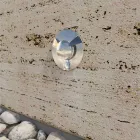 Marcador de Led para exterior embutido de aço inoxidável 2W 4 peças - Elisir Viadurini