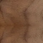 Cadeira Acolchoada com Base em Madeira de Carvalho Fabricada na Itália - Sebastian Viadurini