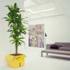 Revistas porta-mesa Mabele frágil Viadurini